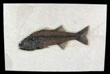 Fossil Fish (Mioplosus) From Inch Layer - Wyoming #107473-1